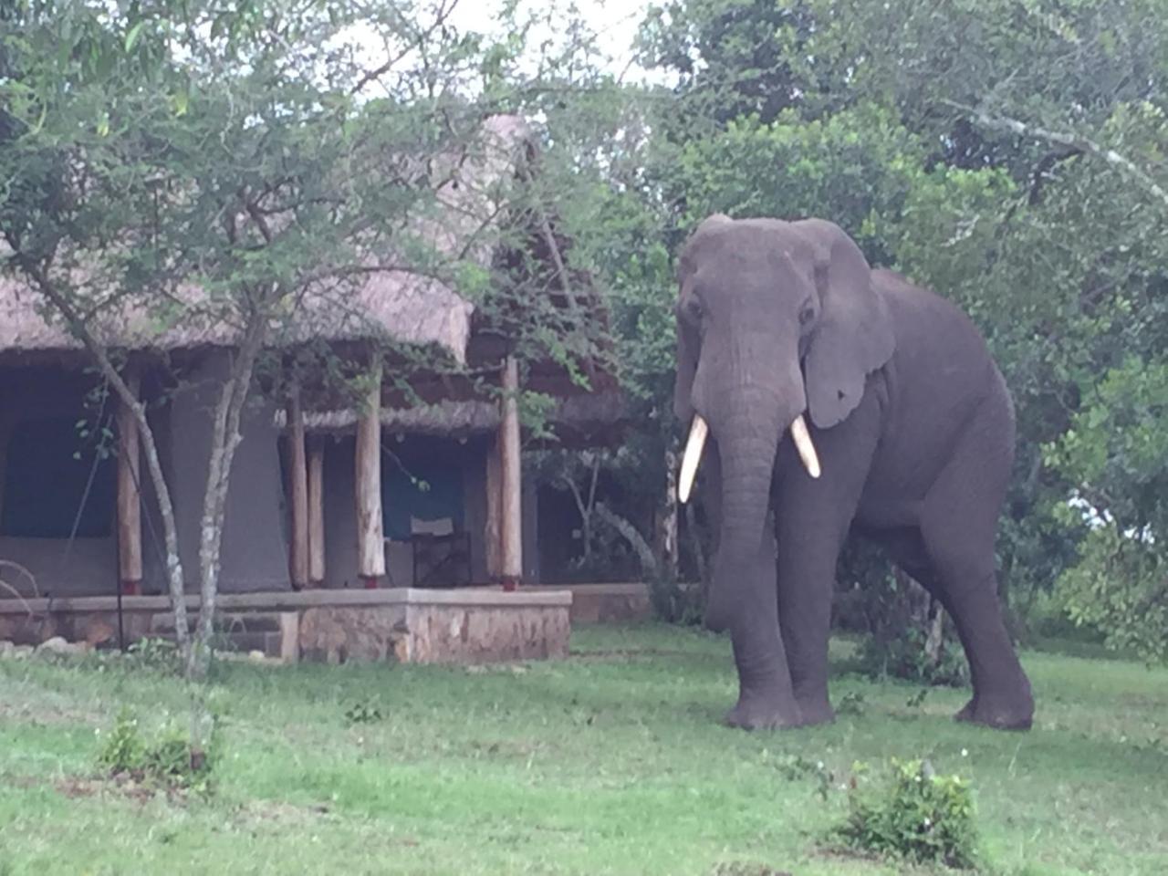 Queen Elizabeth Bush Lodge By Nature Lodges Ltd Katunguru Exteriör bild